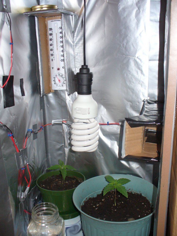 Ultra stealth closet grow 9