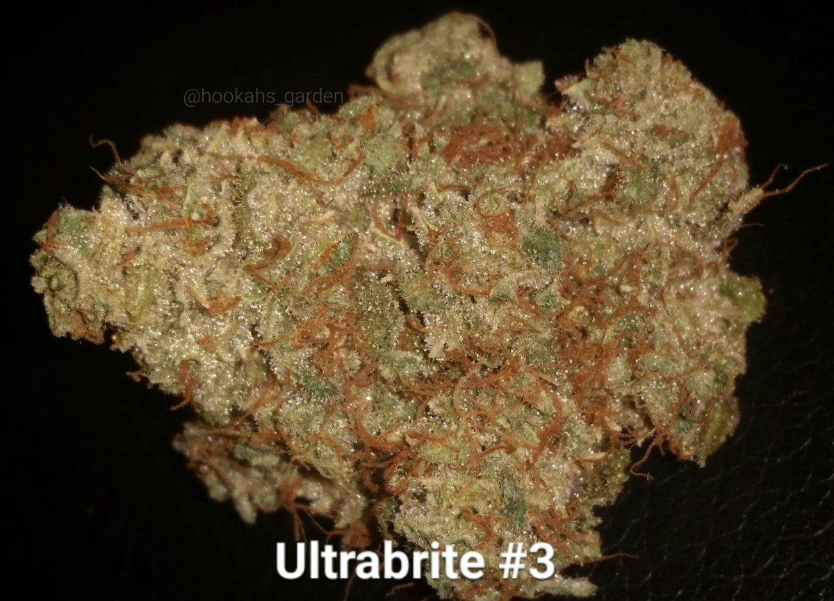 Ultrabrite grow  smoke report 2