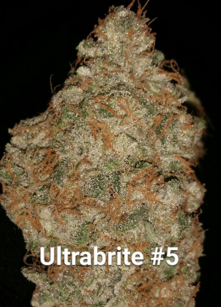 Ultrabrite grow  smoke report 3