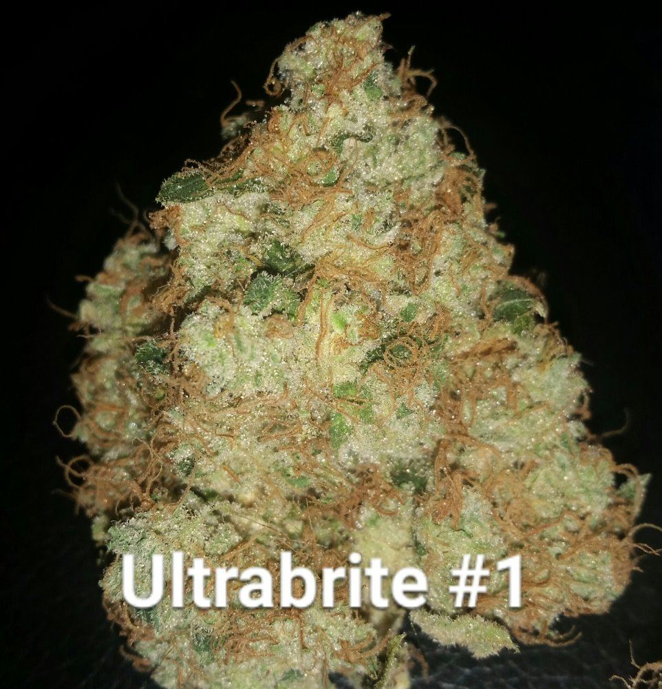 Ultrabrite grow  smoke report 4