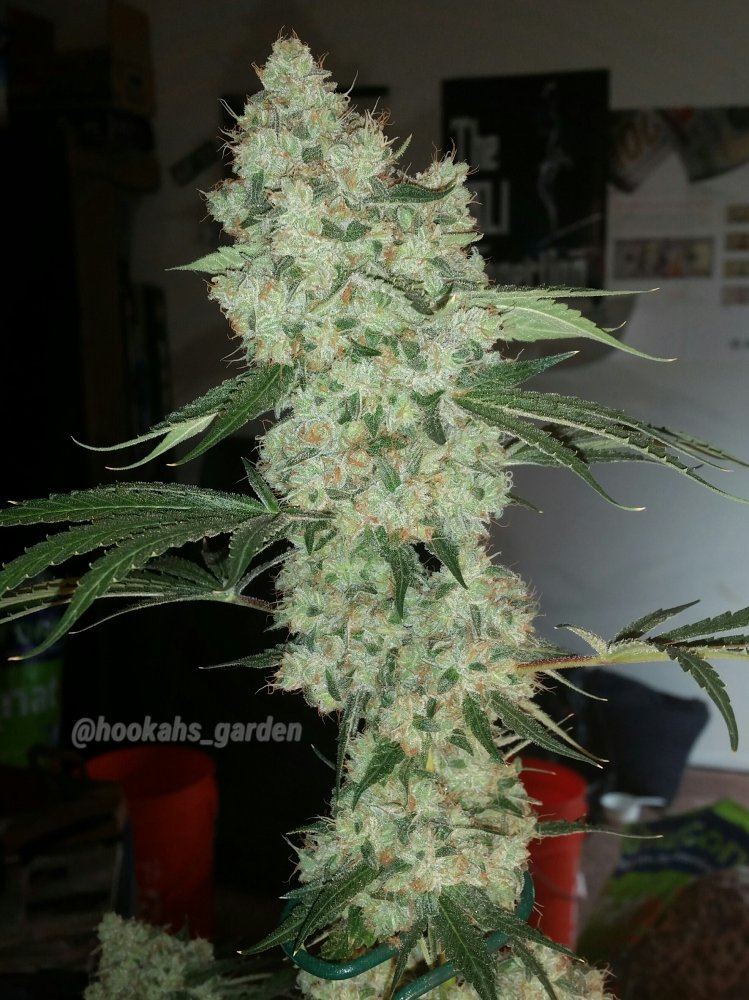 Ultrabrite grow  smoke report 5