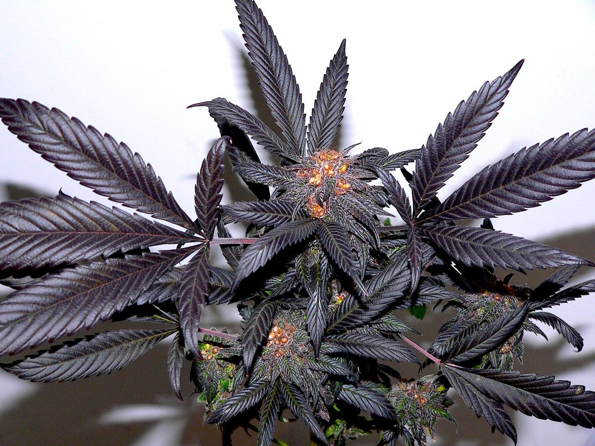 UltravioletPurpleKush