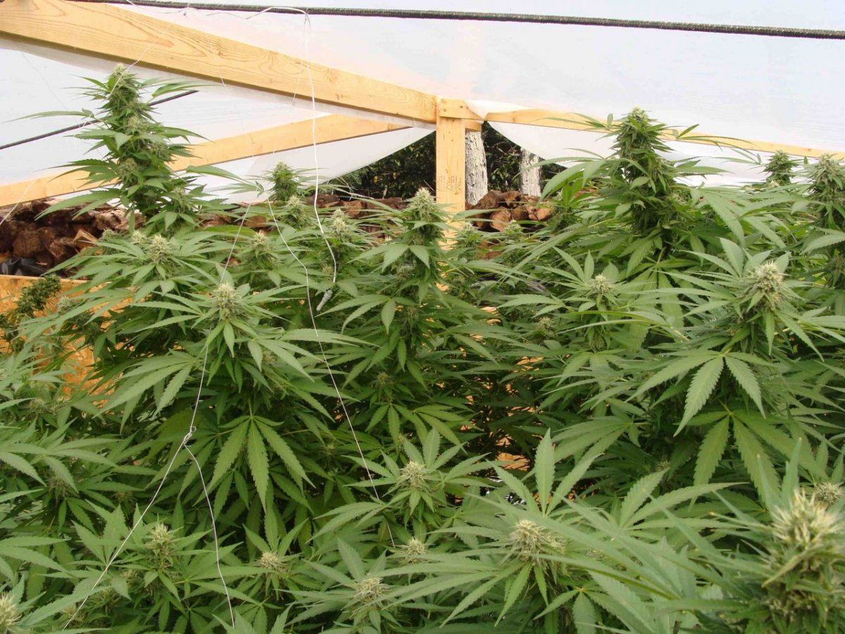 Unconventional grows 3