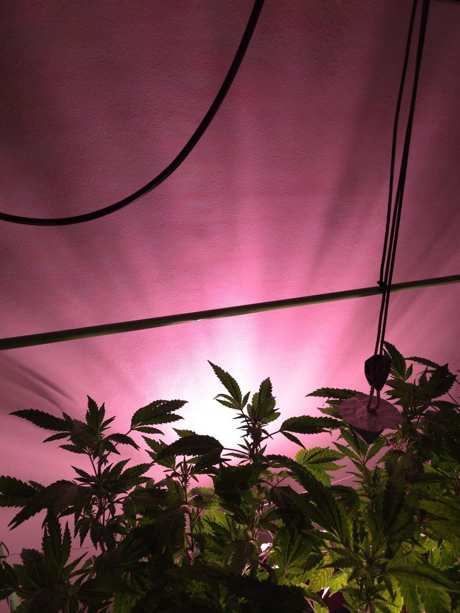 Under canopy 1