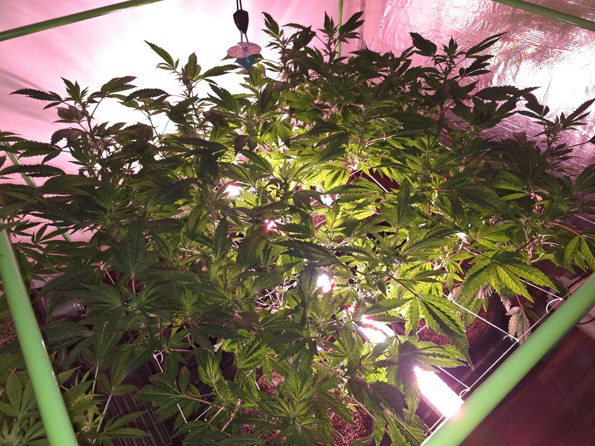 Under canopy 2