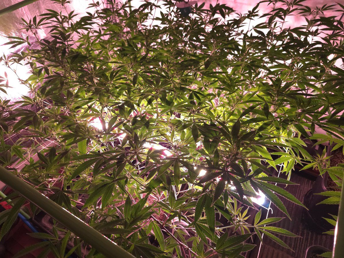 Under canopy 3
