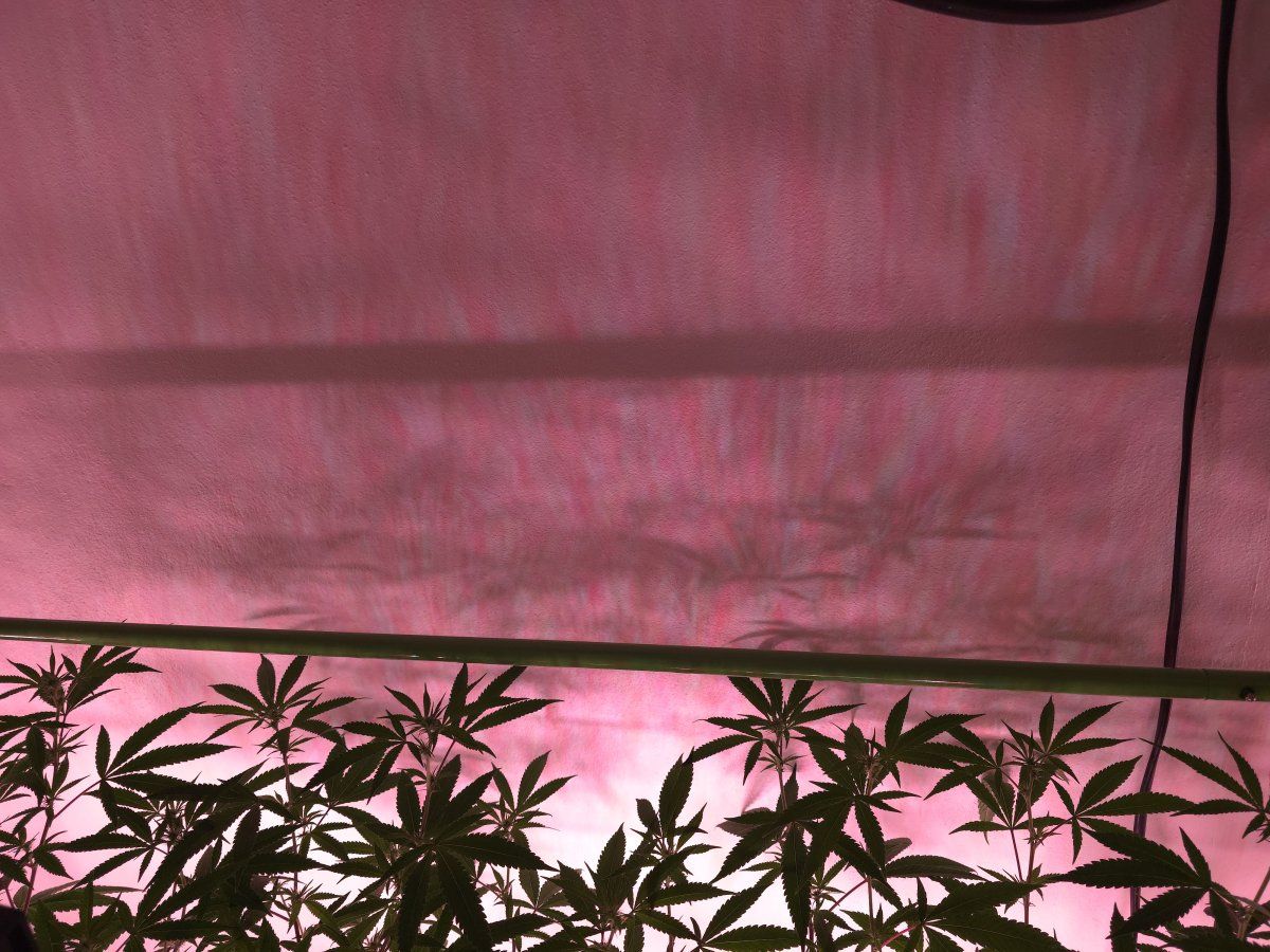 Under canopy 4
