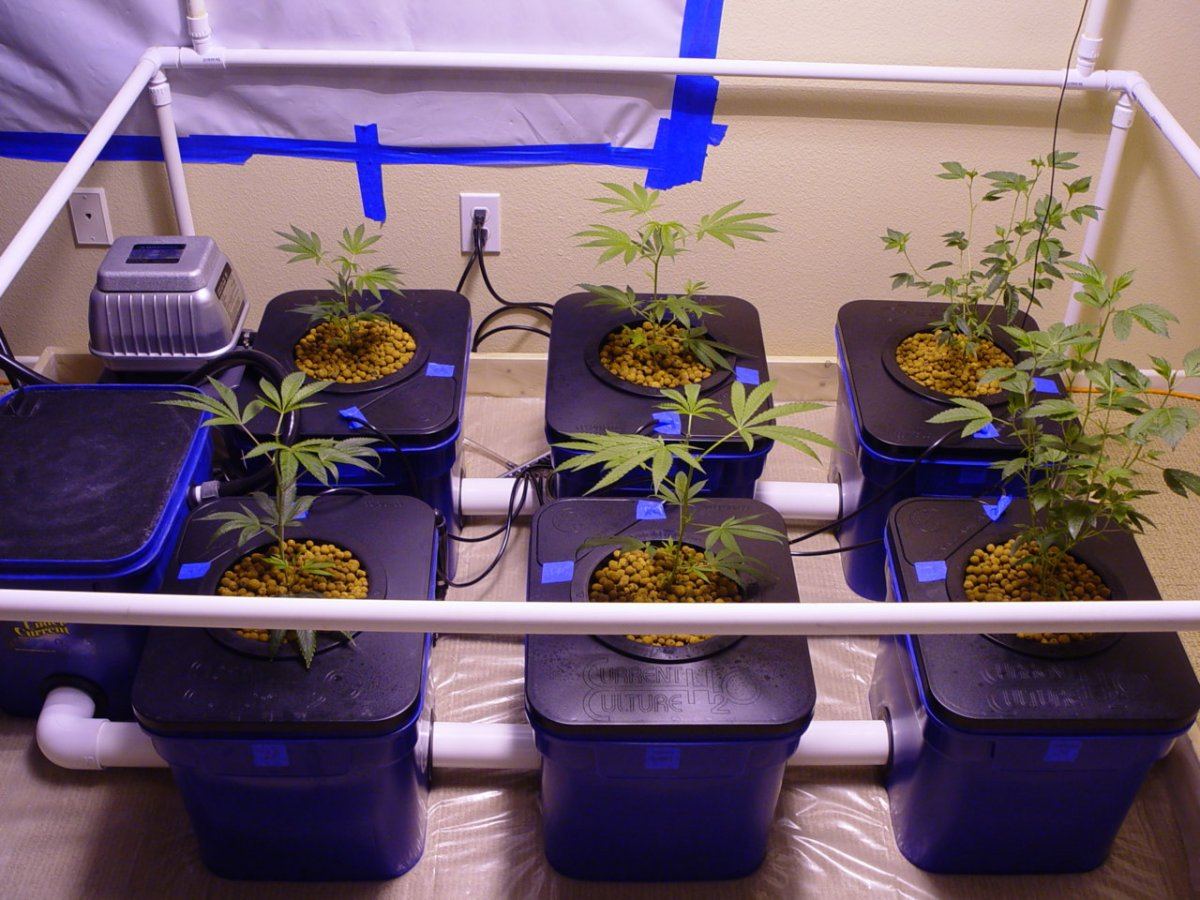 Under Current Veg 1