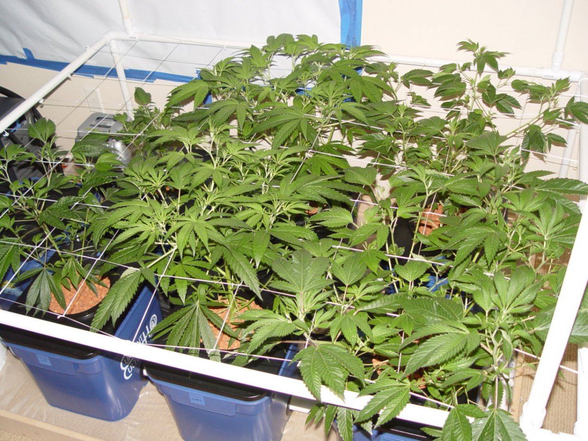 Under Current Veg 10