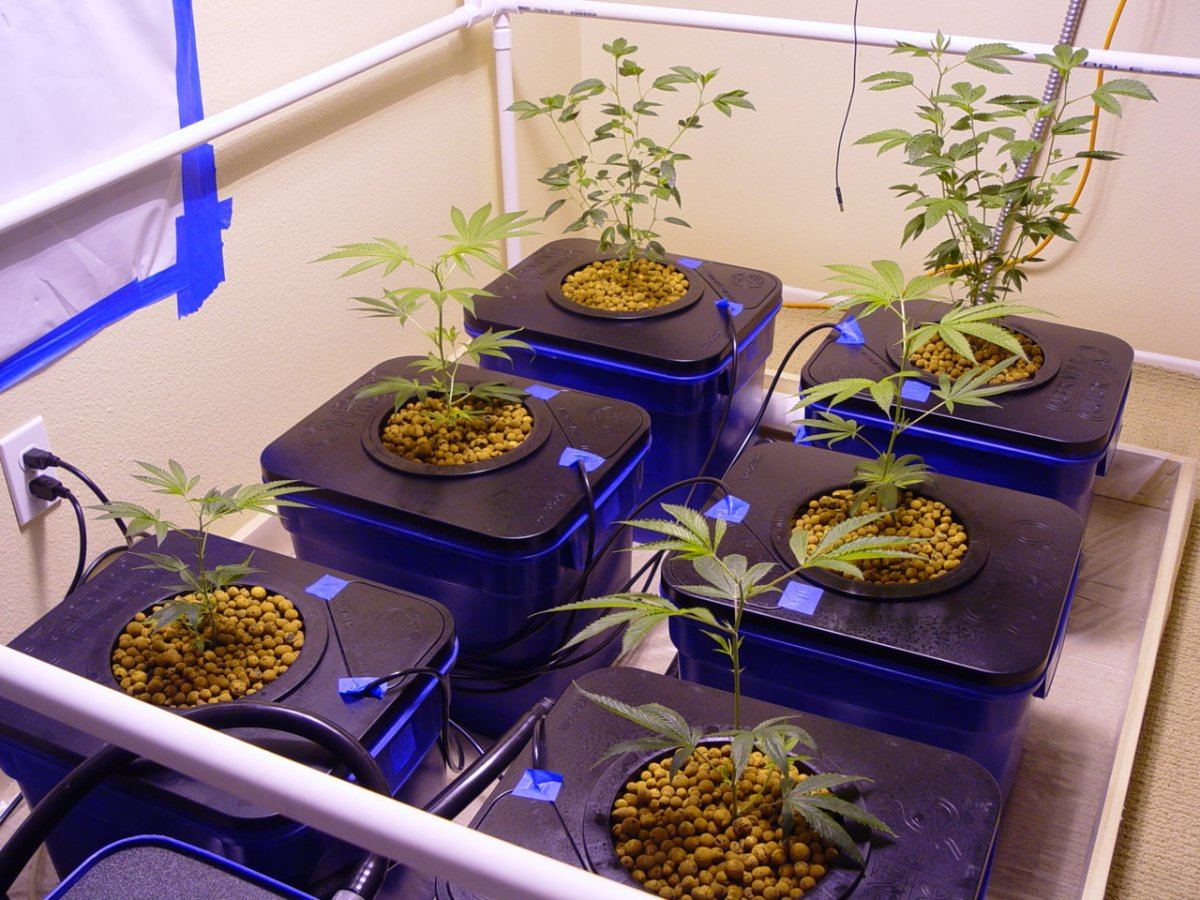 Under Current Veg 2
