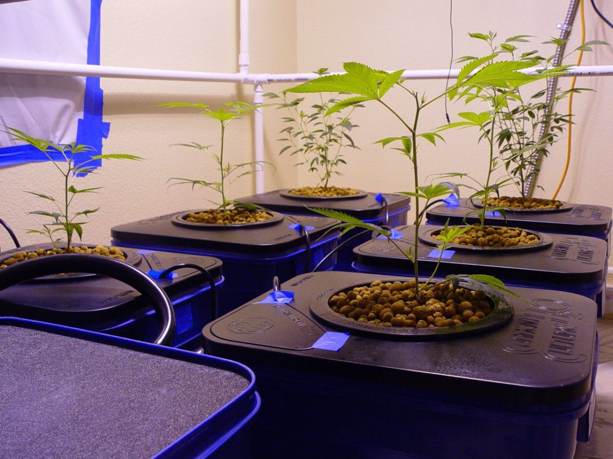 Under Current Veg 3