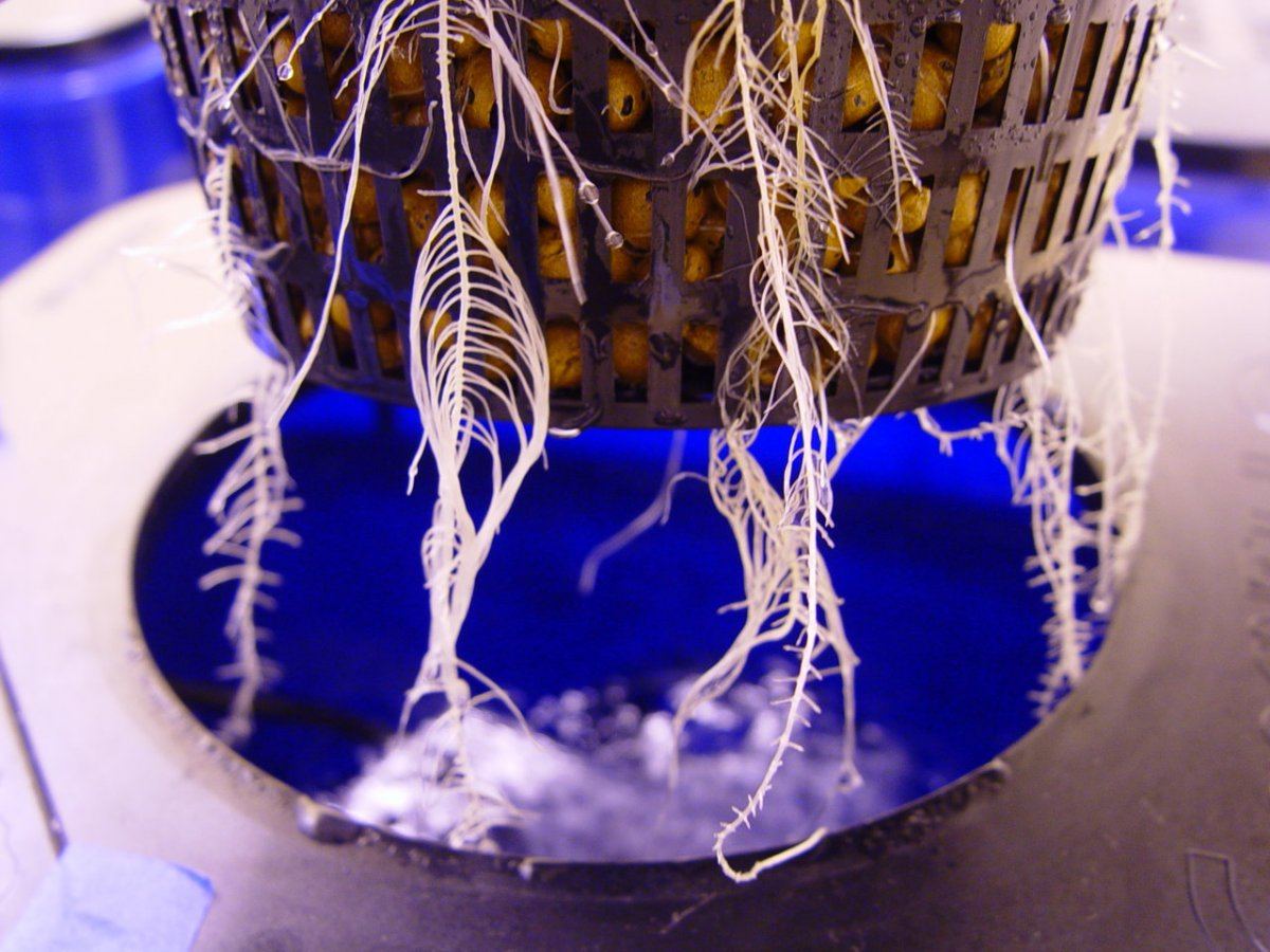 Under Current Veg 4