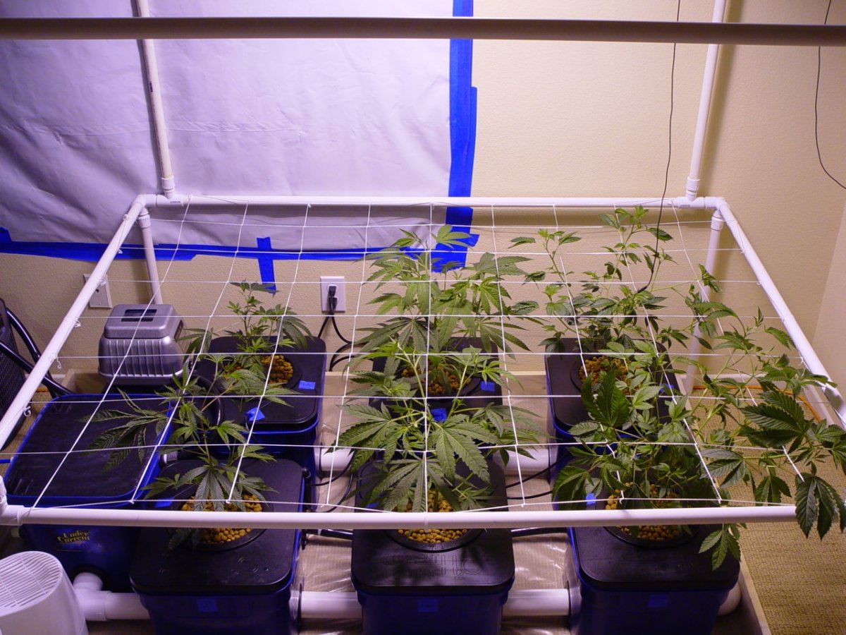 Under Current Veg 5