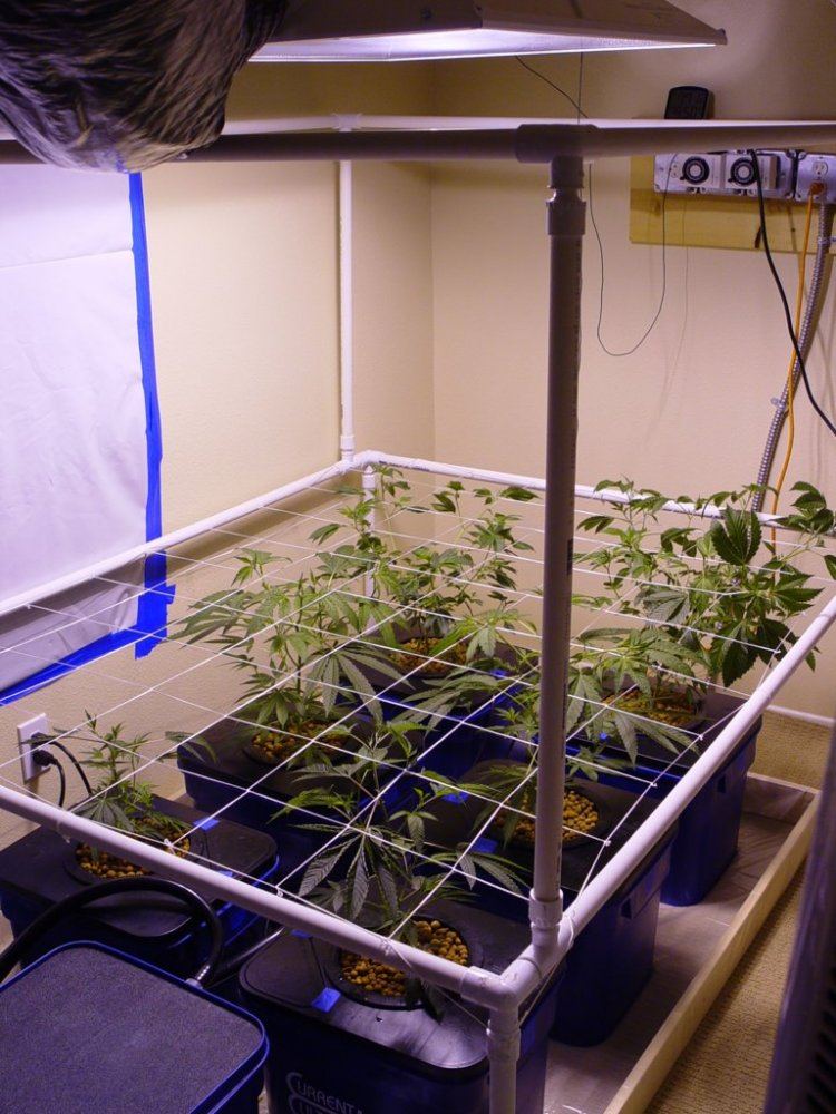 Under Current Veg 6