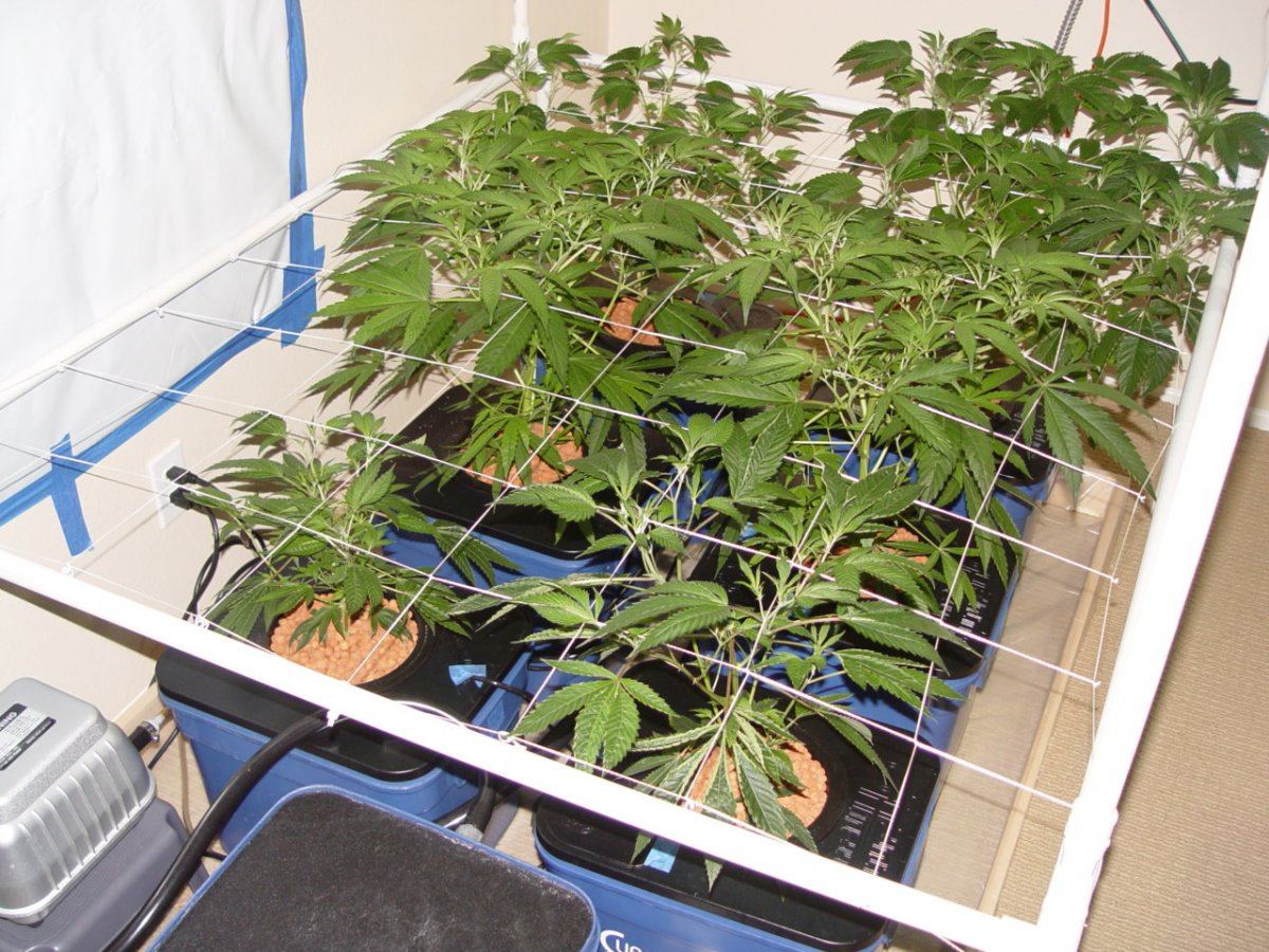 Under Current Veg 8
