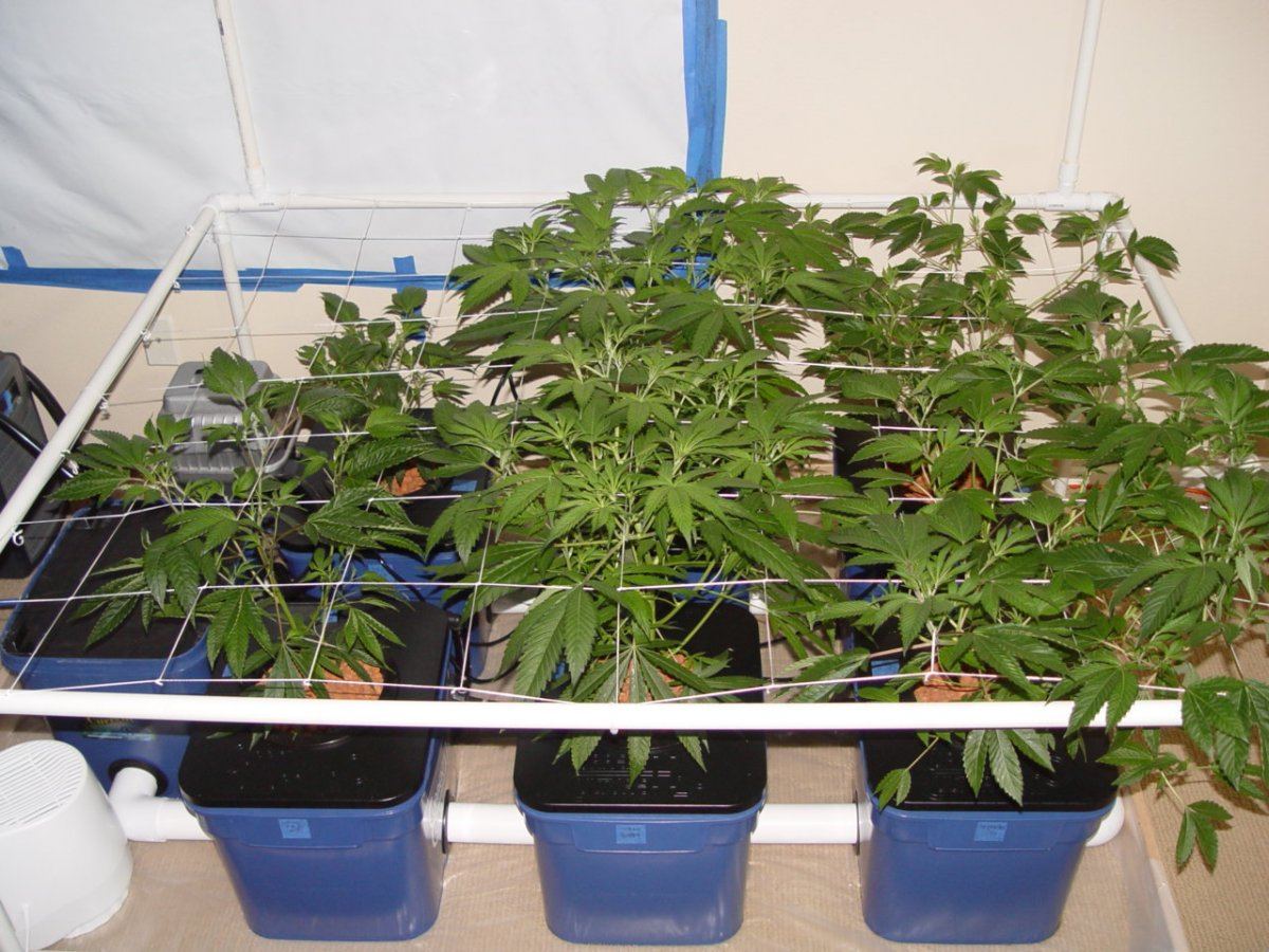 Under Current Veg 9