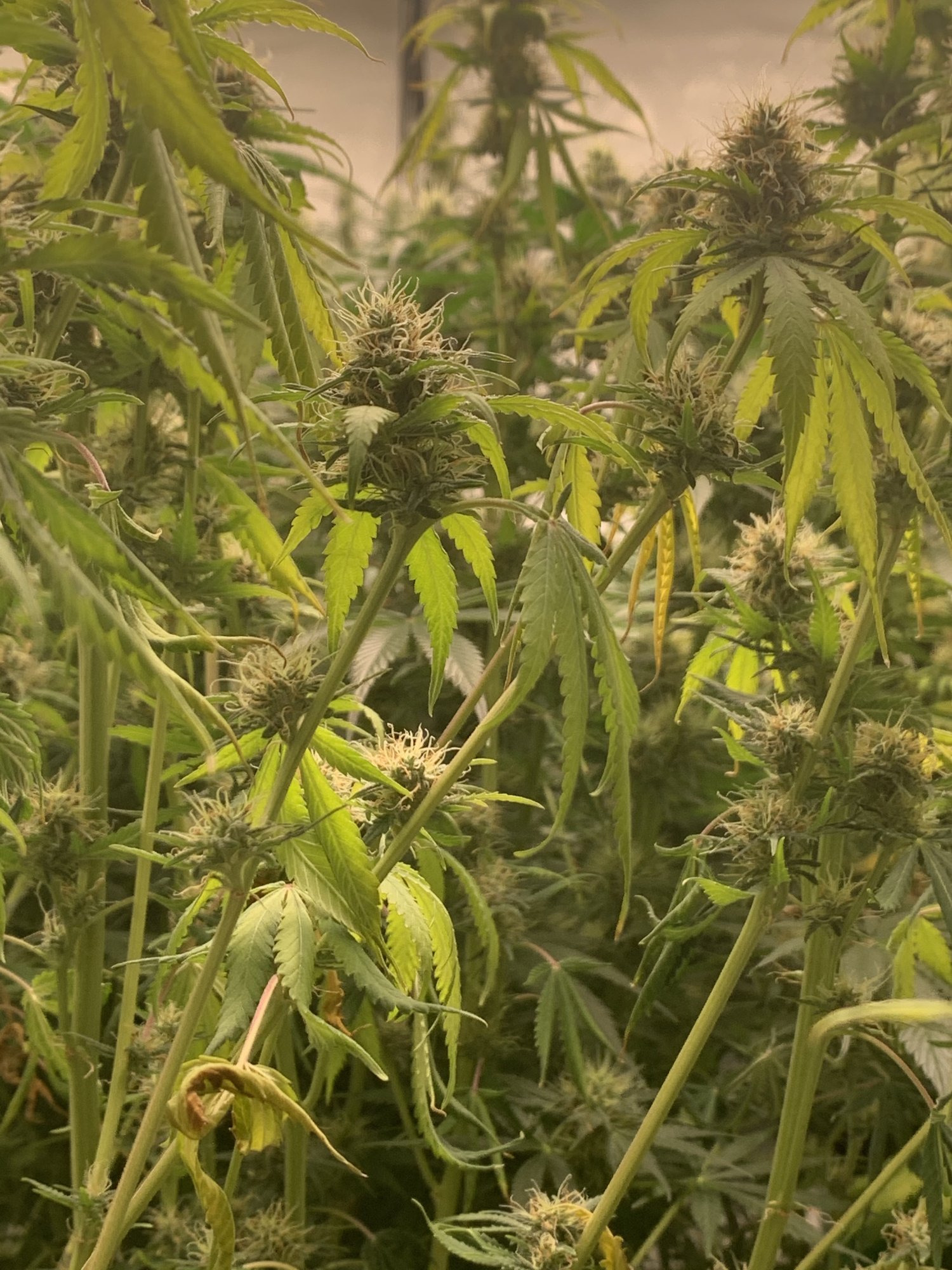 Under watering lights to close 2
