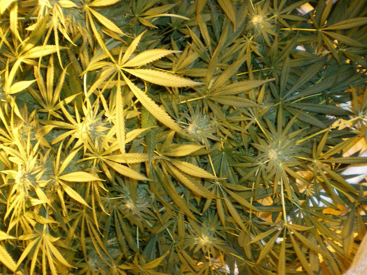 Undercanopy 004