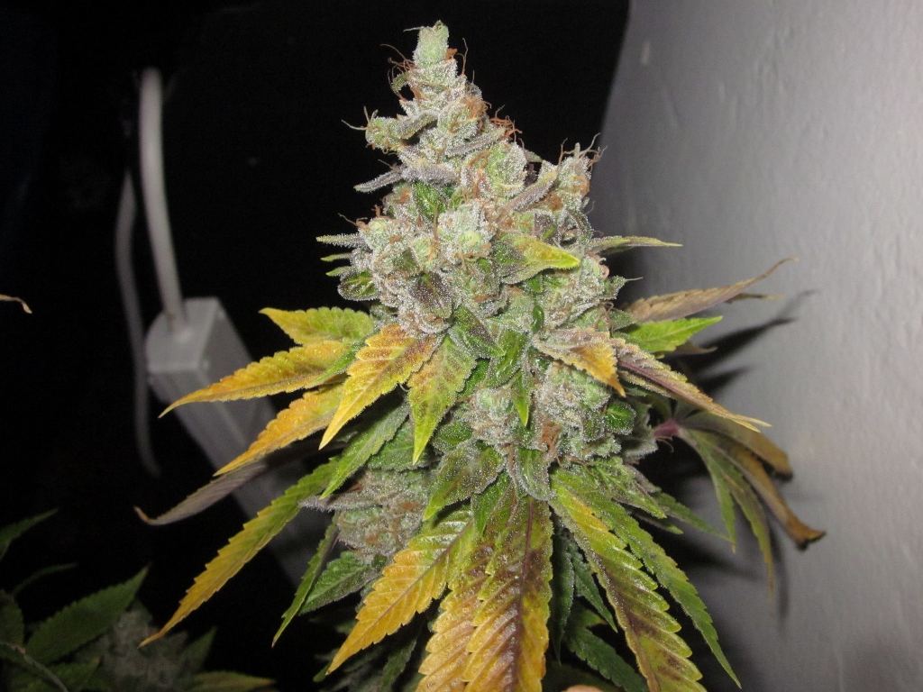 Underdawg day 81 3