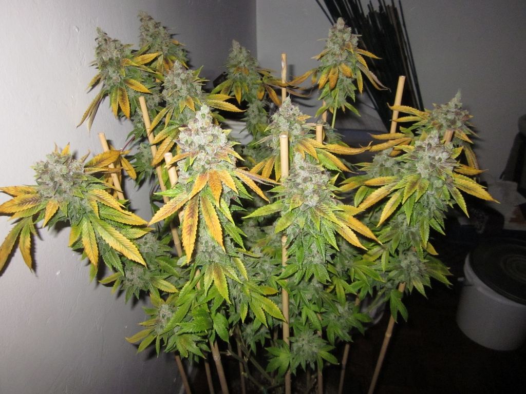 Underdawg day 81 4