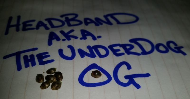 UnderDogxPakistaniKush