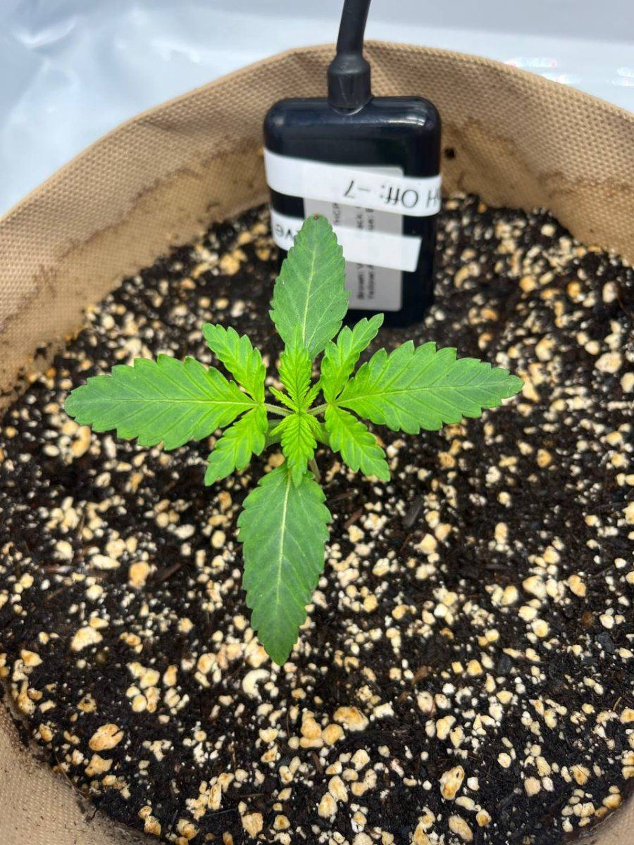 Uneven green on the leaves   is it bad 3