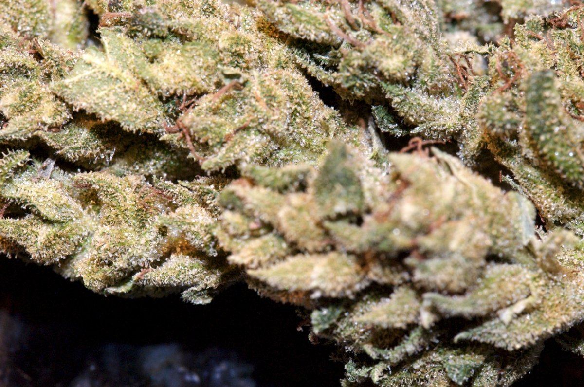 Uni Bud 1