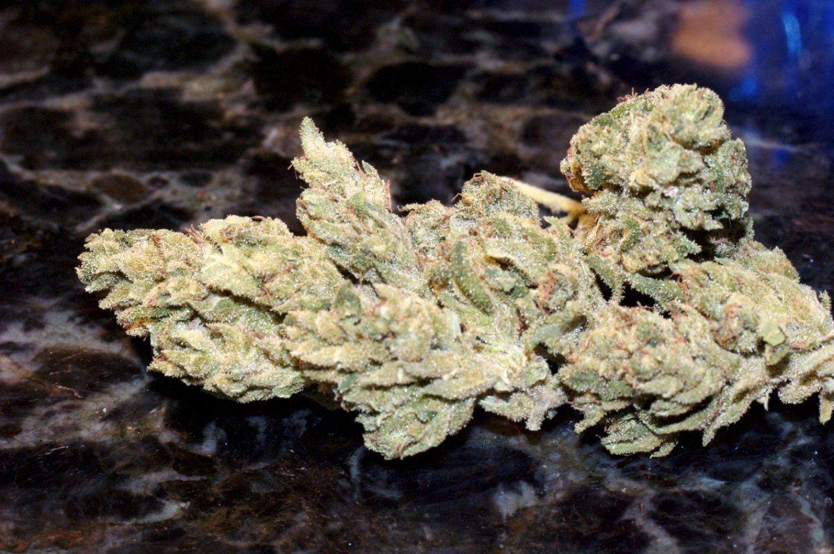 Uni Bud 2