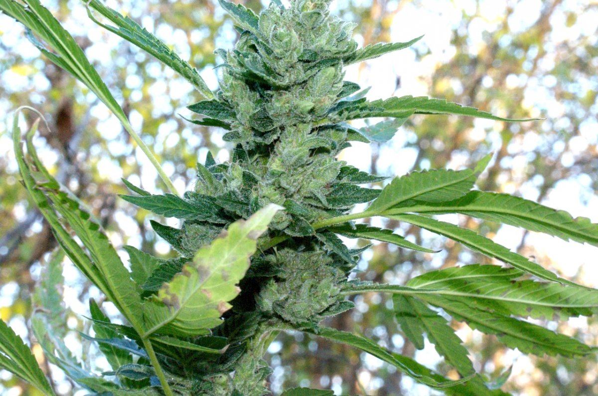 Unicorn   B