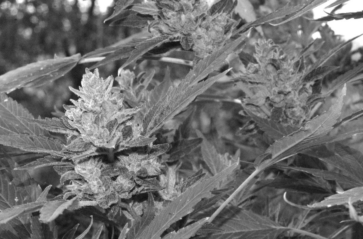 Unicorn  BW