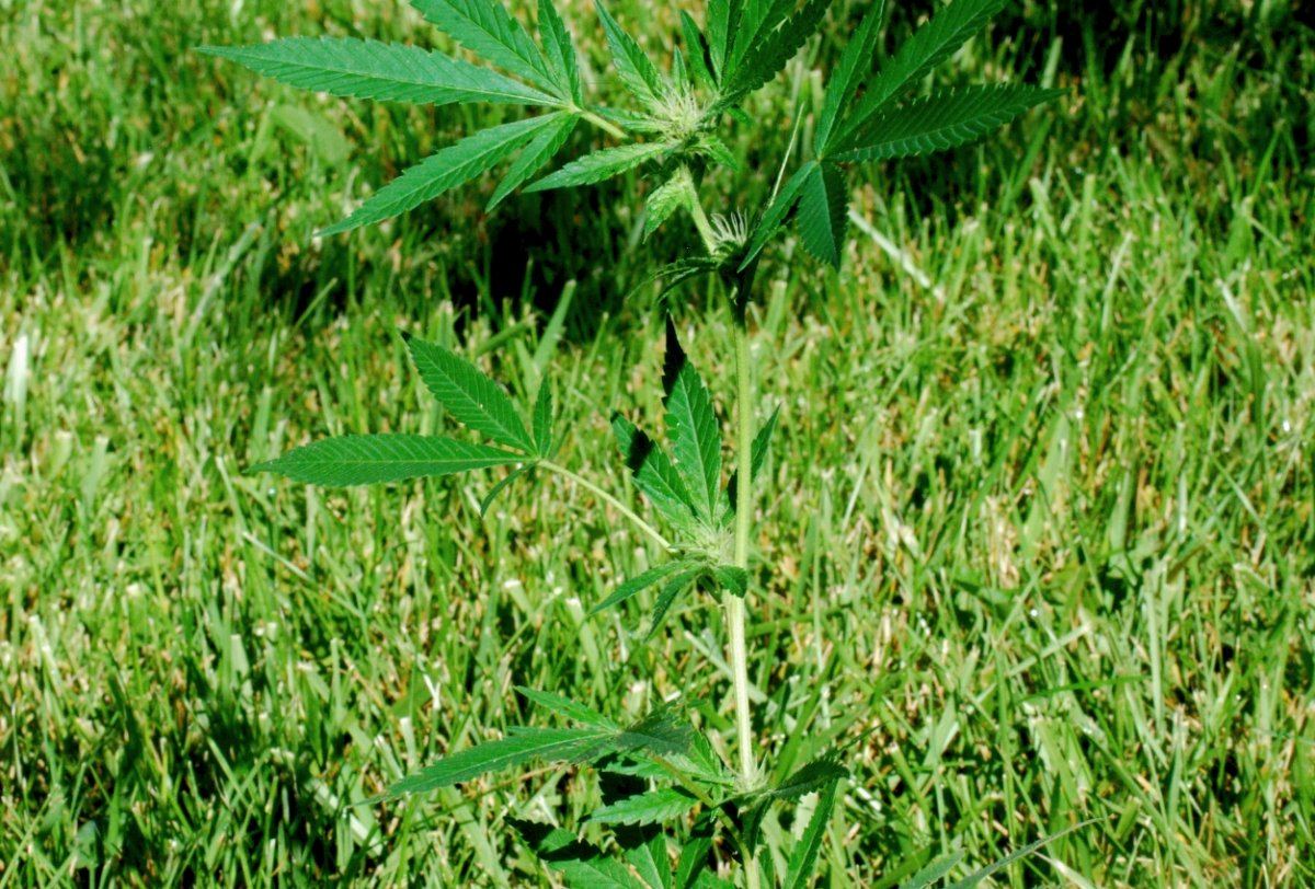 Unicorn og 1