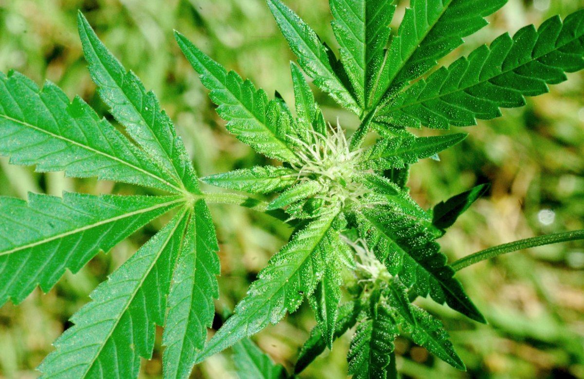 Unicorn og 2