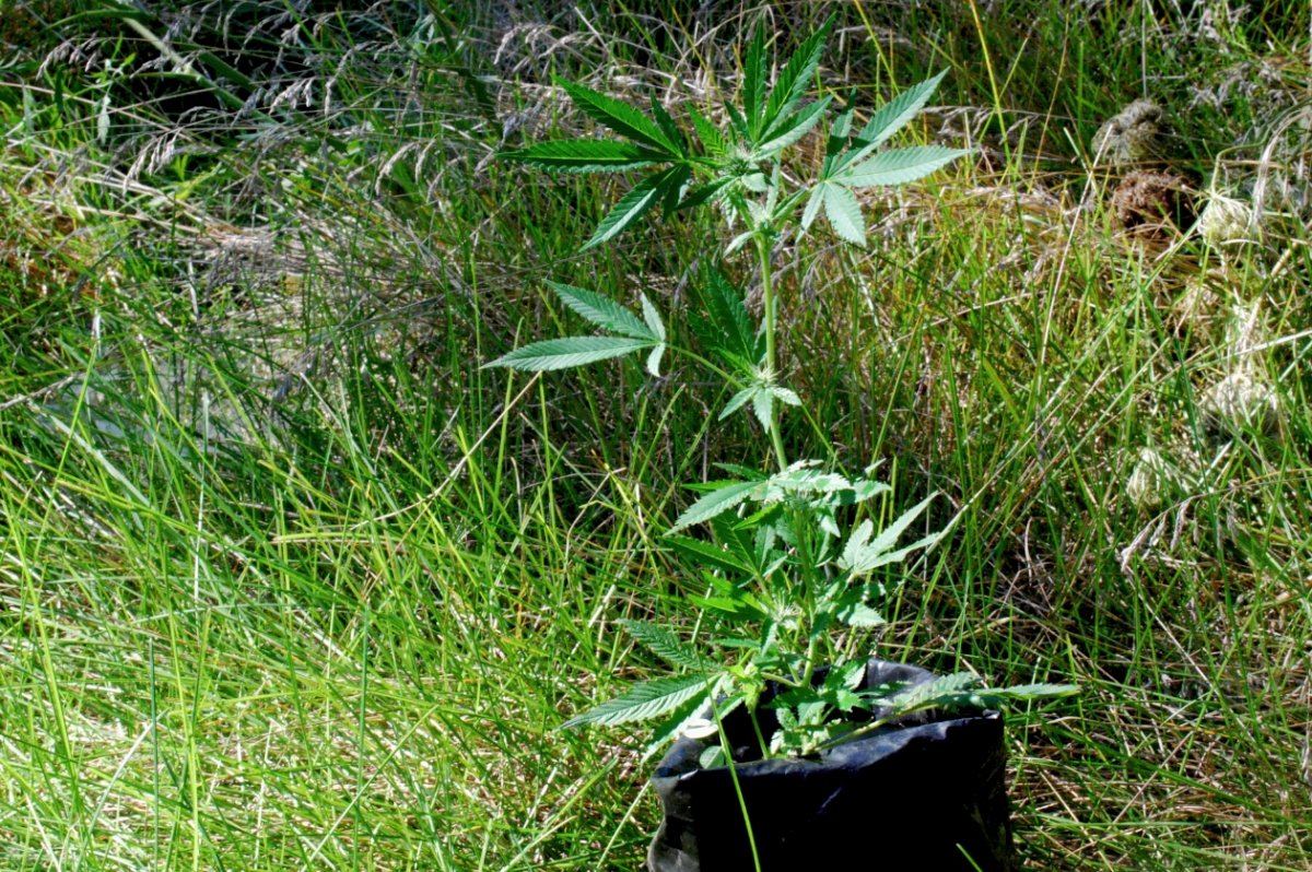 Unicorn og 3