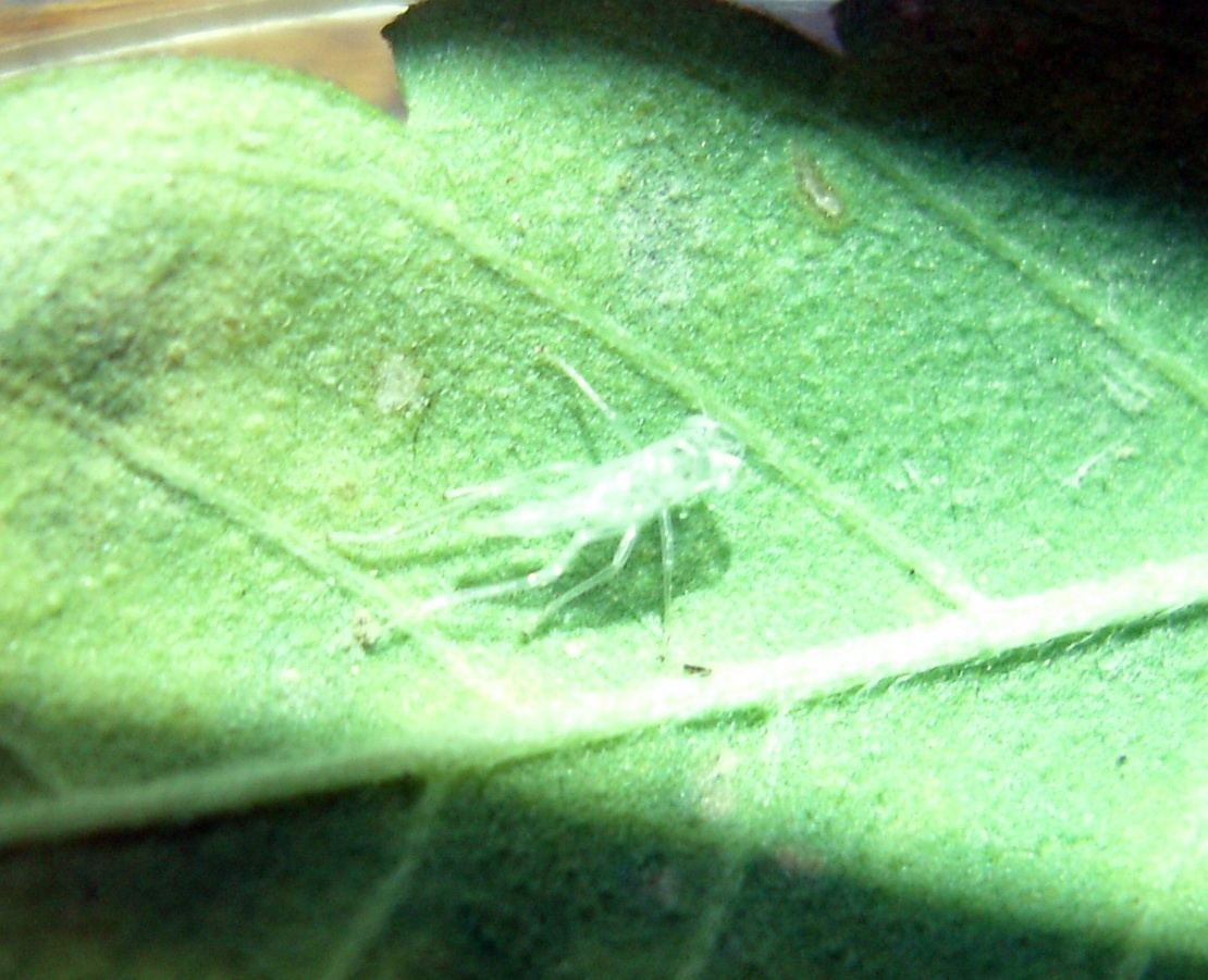 Unidentified Bug 01