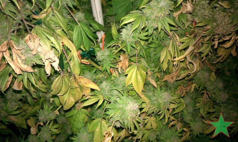 Unidentified yellowing and necrosis on hash plant 2