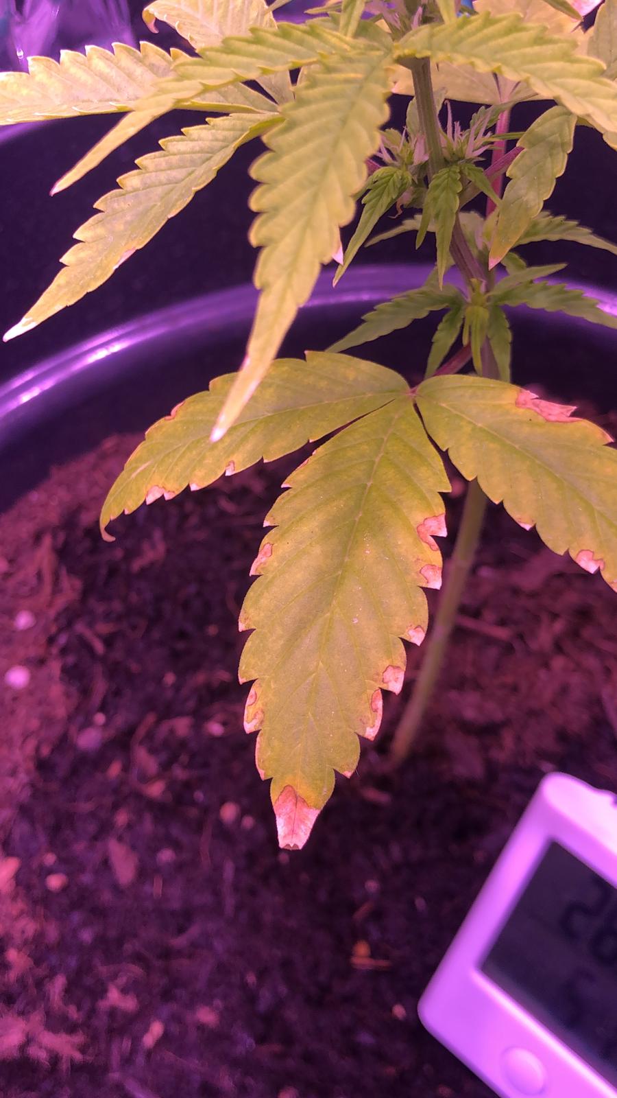 Unknown 11