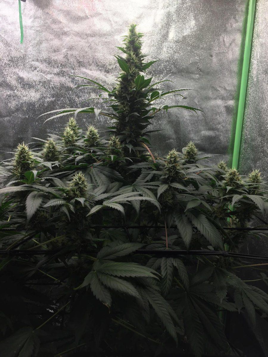 Unknown 42