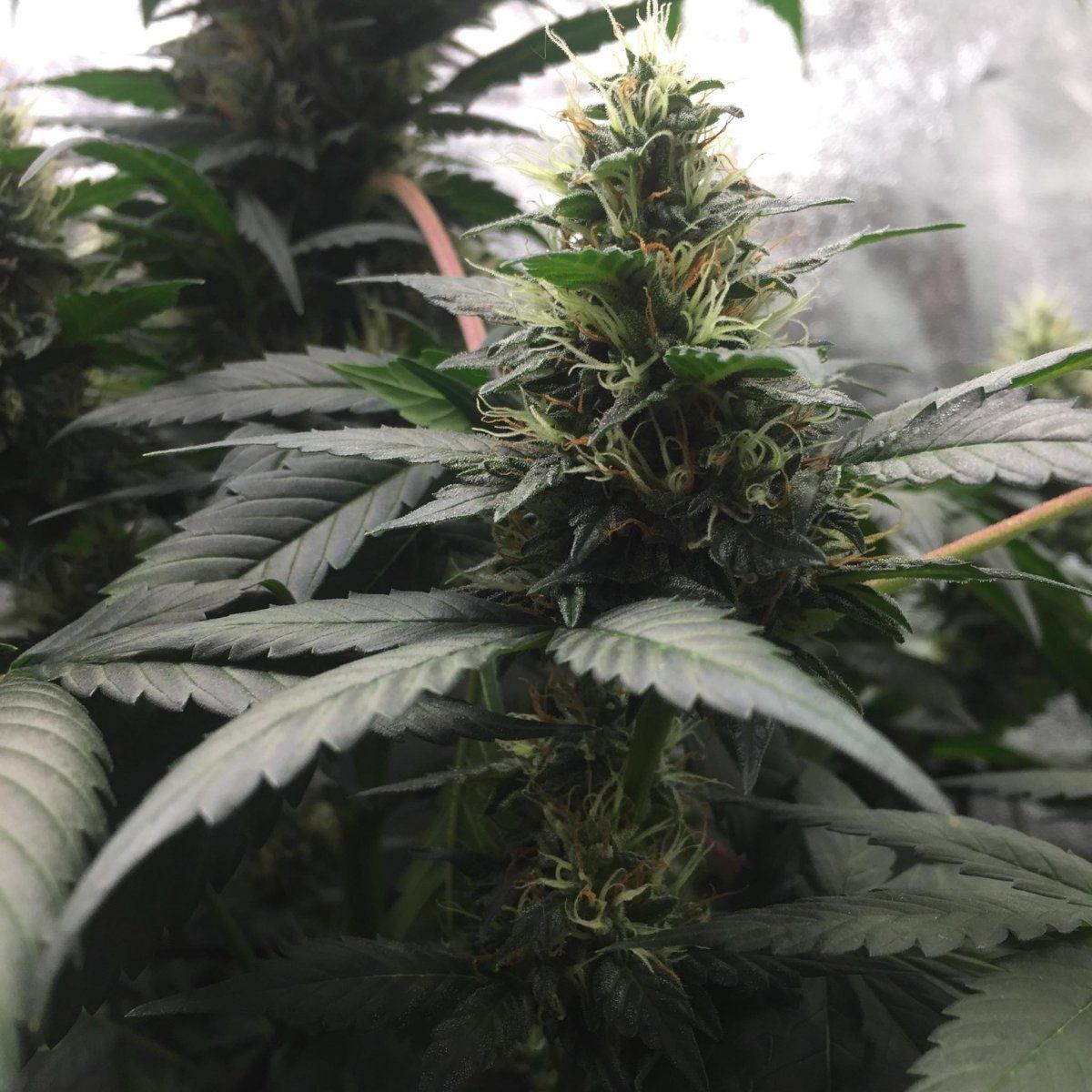 Unknown 43