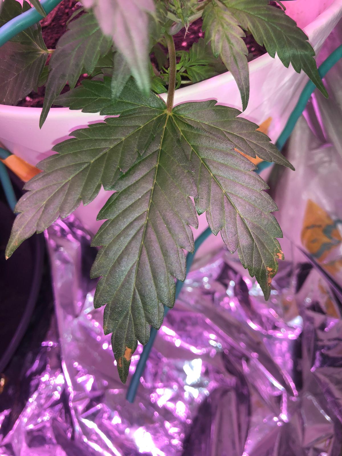 Unknown 9
