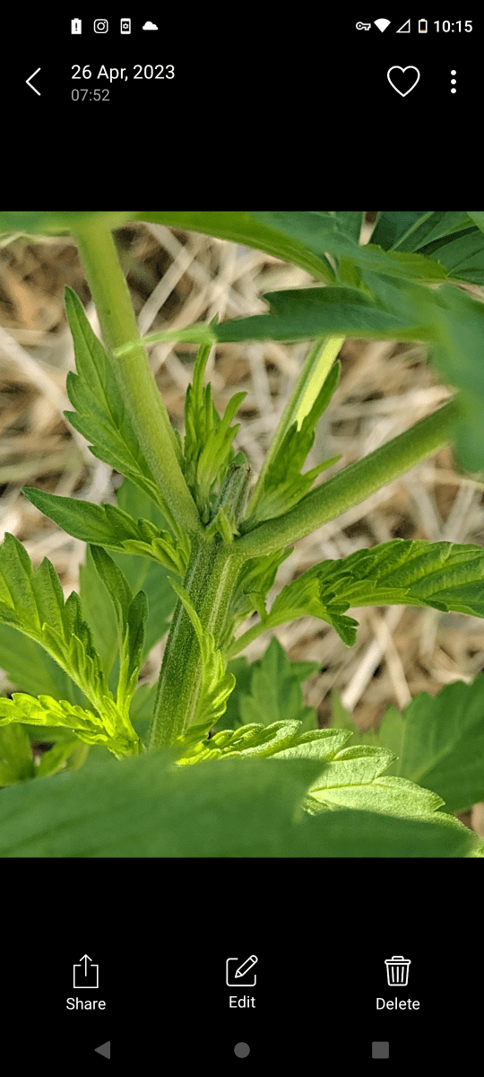 Unknown bag seed will update by week might clone feeling good about her 3