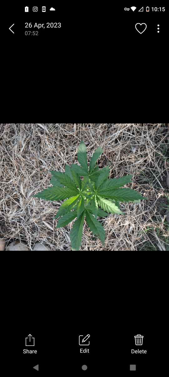 Unknown bag seed will update by week might clone feeling good about her 4