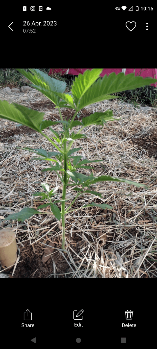Unknown bag seed will update by week might clone feeling good about her 5