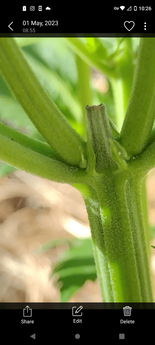 Unknown bag seed will update by week might clone feeling good about her 7