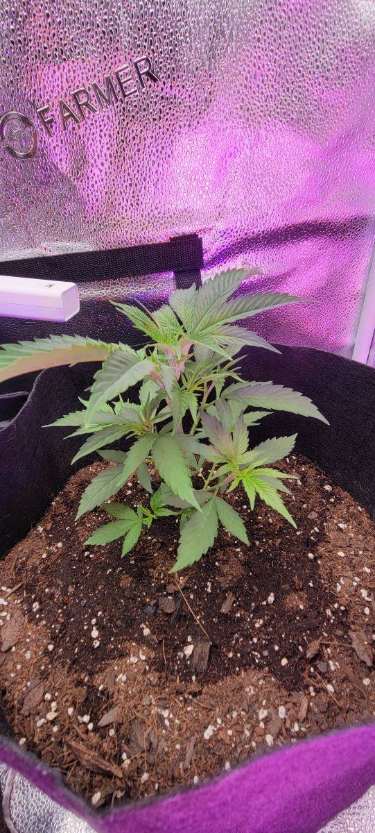 Unknown pest or deficiency help needed 3
