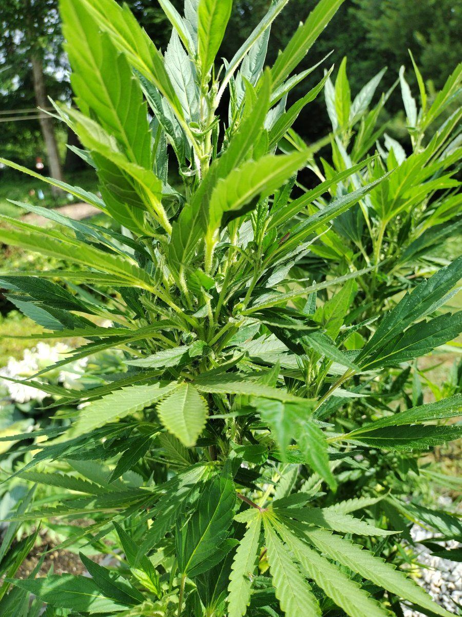 Unknown seed weird grow pattern 2