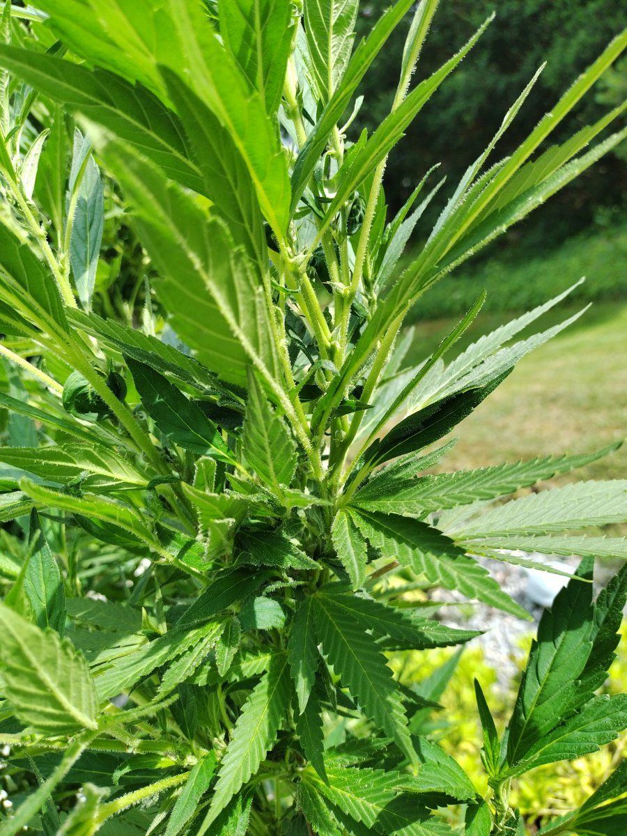 Unknown seed weird grow pattern 3