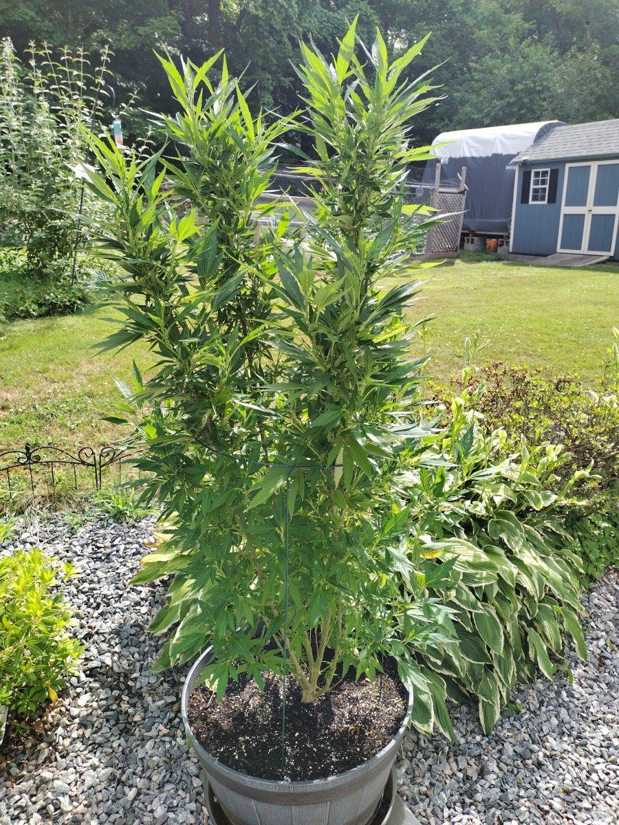 Unknown seed weird grow pattern