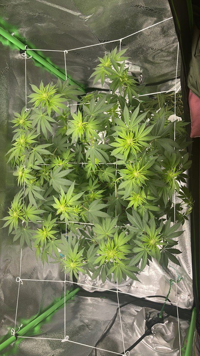 Unknown strain and first grow need opinions