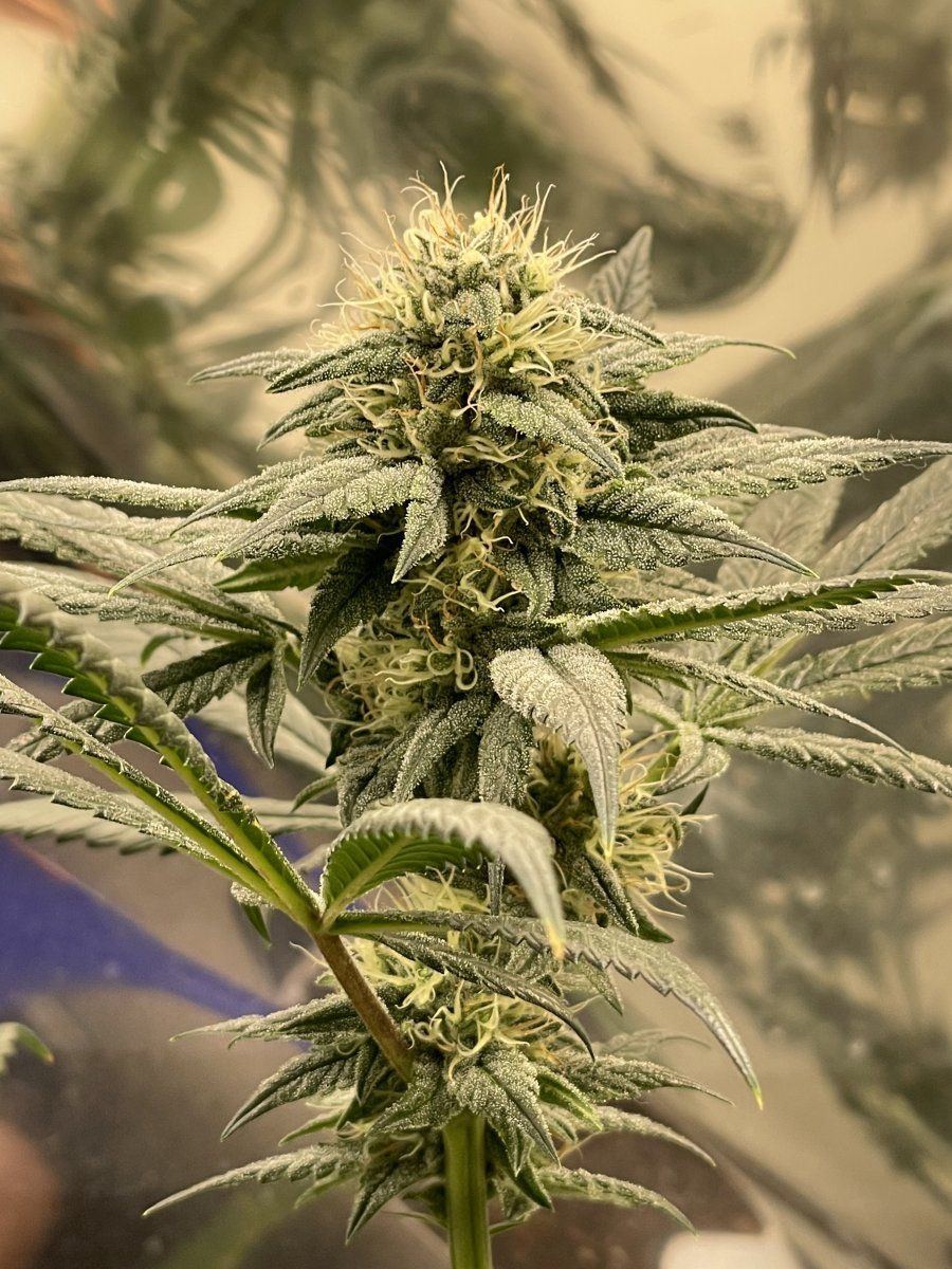 Unknown strain and point break stain 4