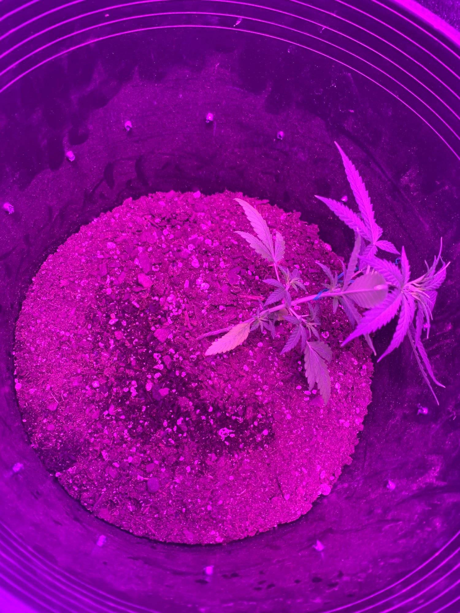 Unknown strain named her appa 2
